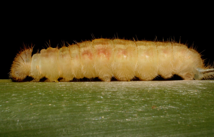 Figura 14. Prepupa de <i>Caerois gerdrudtus</i> (Nymphalidae), posición dorsal en la hoja de la planta <i>Brahea armata</i> (Arecaceae). 09-SRNP-65835-DHJ461649.jpg.