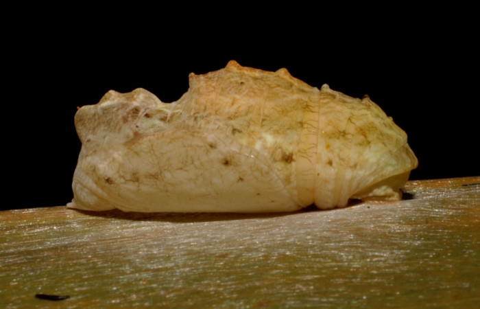 Figura 16. Pupa de <i>Caerois gerdrudtus</i> (Nymphalidae). 09-SRNP-65835-DHJ461665.jpg.