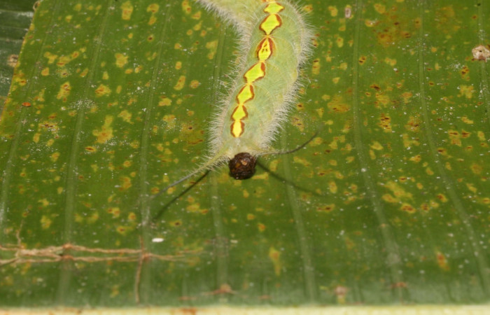 Figura 12. Larva <i>Caerois gerdrudtus</i> (Nymphalidae), posición cola en la hoja de la planta <i>Brahea armata</i> (Arecaceae). 14-SRNP-44116-DHJ724159.jpg.
