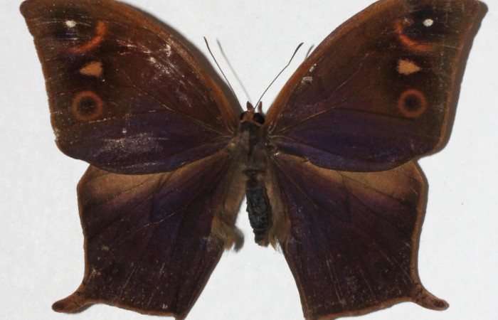 Figura 17.Adulto <i>Caerois gerdrudtus</i> (Nymphalidae), posición dorsal. 16-SRNP-26722-DHJ918088.