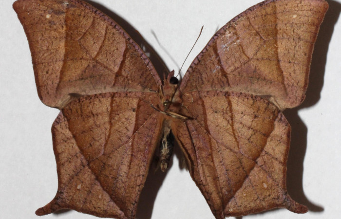 Figura 18.Adulto <i>Caerois gerdrudtus</i> (Nymphalidae), posición ventral. 16-SRNP-26722-DHJ918089.