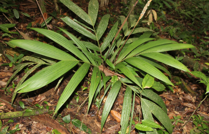 Figura 19. Planta hospedera <i>Caerois gerdrudtus</i> (Nymphalidae), de <i>Caerois gerdrudtus</i> (Nymphalidae). Foto tomada por Angel Hernández. Estación Biológica Wege.