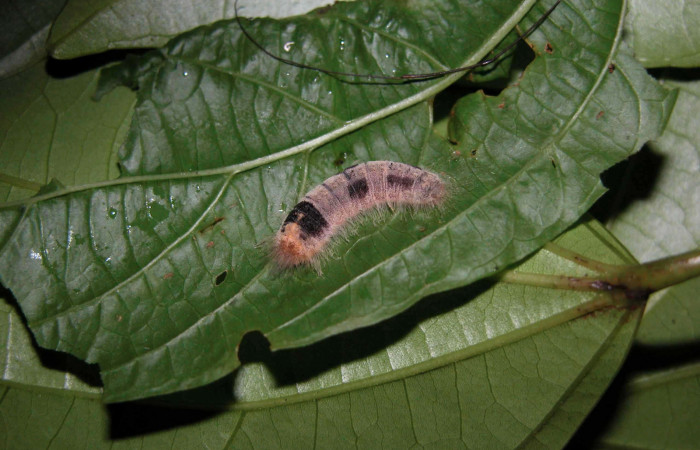 Figura 16. Larva <i>Caria lampeto</i> (Riodinidae), último estadío (U) vista dorsal, localidad Puente Palma Sector San Cristóbal ACG (460m). Voucher: 03-SRNP-7264-DHJ400840.jpg.