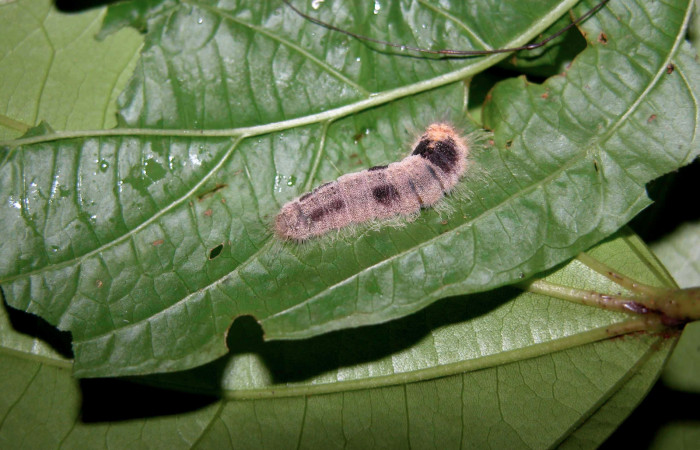 Figura 17. Larva <i>Caria lampeto</i> (Riodinidae), último estadío (U) vista dorsal, localidad Puente Palma Sector San Cristóbal ACG (460m). Voucher: 03-SRNP-7264-DHJ400842.jpg.
