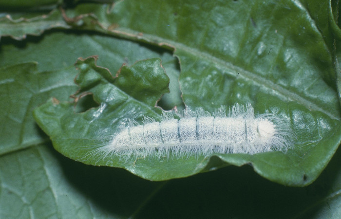 Figura 5. Larva <i>Caria rhacotis</i> (Riodinidae), último estadío (U) vista lateral, localidad Quebrada Otilio Sector Cacao ACG (550m). Voucher: 04-SRNP-45143-DHJ83305.jpg.