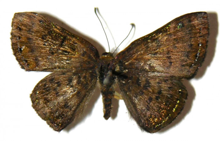 Figura 8. Adulto de <i>Caria rhacotis</i> (Riodinidae), macho vista dorsal, localidad Puente Palma Sector San Cristóbal ACG (460m). Voucher: 04-SRNP-61051-DHJ307302.jpg.