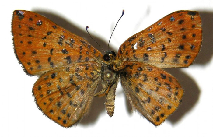 Figura 9. Adulto de <i>Caria rhacotis</i> (Riodinidae), macho vista ventral, localidad Puente Palma Sector San Cristóbal ACG (460m). Voucher: 04-SRNP-61051-DHJ307303.jpg.