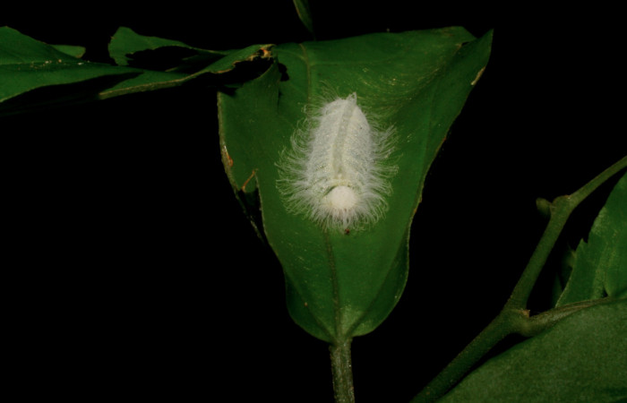 Figura 3. Larva <i>Caria rhacotis</i> (Riodinidae), penúltimo estadío (PU) vista frontal, localidad Sendero Puertas Sector Del Oro ACG (400m). Voucher: 05-SRNP-22020-DHJ403616.jpg.