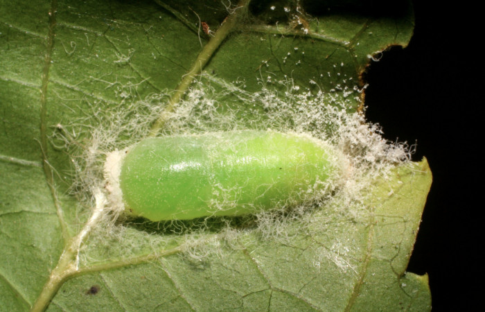 Figura 6. Pupa de <i>Caria rhacotis</i> (Riodinidae), vista dorsal localidad Río Francia Arriba Sector Rincón Rain Forest ACG (400m). Voucher: 06-SRNP-40960-DHJ414144.jpg.