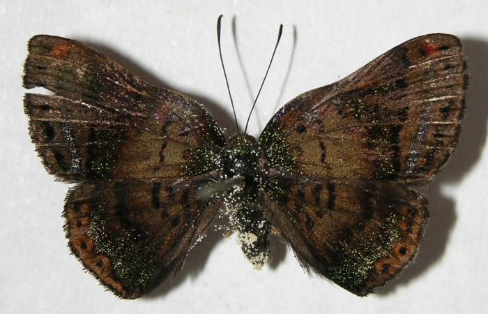 Figura 20. Adulto de <i>Caria lampeto</i> (Riodinidae), hembra vista dorsal, localidad Sendero Rotulo Sector Pitilla ACG (510m). Voucher: 07-SRNP-32613-DHJ383102.jpg.