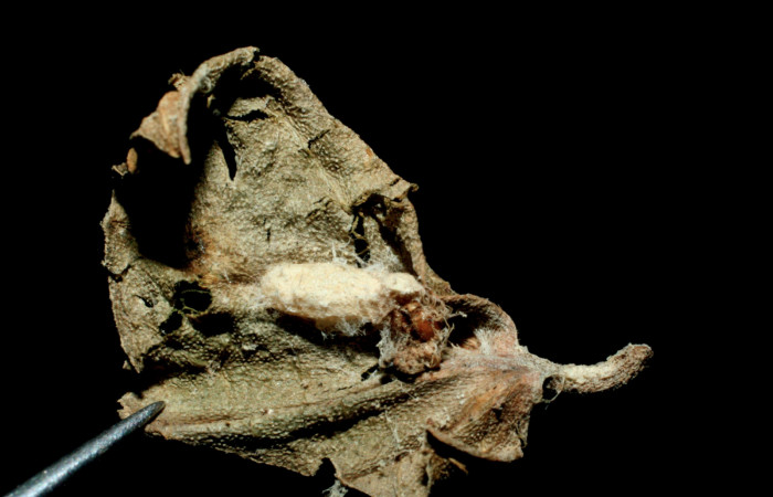 Figura 13. Capullo de parásito <i>Diolcogaster</i> Choi4692 (Braconidae) que ataca <i>Caria rhacotis</i> (Riodinidae), vista dorsal, localidad Rancho Harold Sector Cacao ACG (820m). Voucher: 07-SRNP-45429-DHJ461851.jpg.