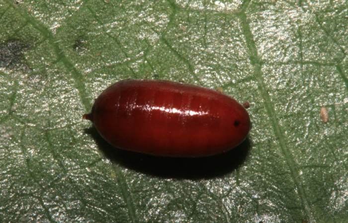 Figura 15. Pupario de parásito <i>Chetogena</i> scutellarisDHJ01 (Tachinidae) que ataca <i>Caria rhacotis</i> (Riodinidae), vista dorsal, localidad Estación Pitilla Sector Pitilla ACG (675m). Voucher: 14-SRNP-31835-DHJ721536.jpg.