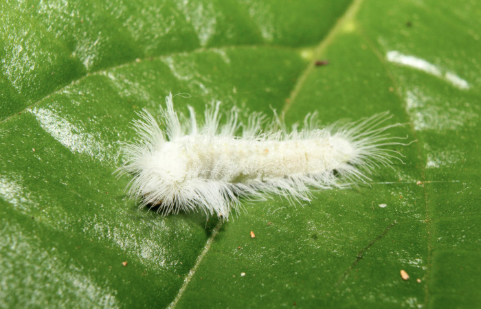 Figura 2. Larva <i>Caria rhacotis</i> (Riodinidae), penúltimo estadío (PU) vista lateral, localidad Pasmompa Sector Pitilla ACG (440m). Voucher: 17-SRNP-70607-DHJ737016.jpg.