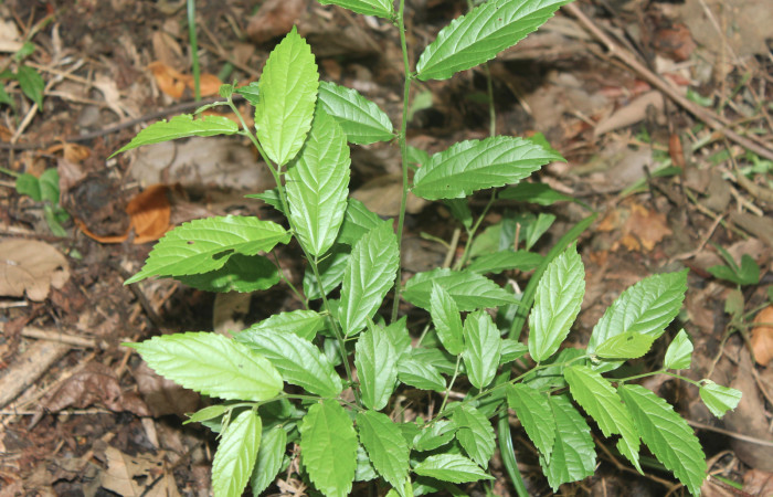 Figura 22. Planta hospedera de <i>Caria rhacotis</i> y <i>Caria lampeto</i> (Riodinidae), planta llamada Celtis iguanaea (Ulmaceae), localidad Medrano Estación Quica Sector Pitilla ACG (380m), foto: Ricardo Calero 19 Abril 2018.