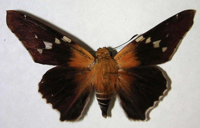 Figura 7. Adulto de <i>Proteides mercurius</i> (Hesperiidae), hembra vista dorsal, localidad Sendero Bejuquilla, Sector El Hacha ACG (280m). Voucher: 00-SRNP-2023-DHJ369254.jpg.