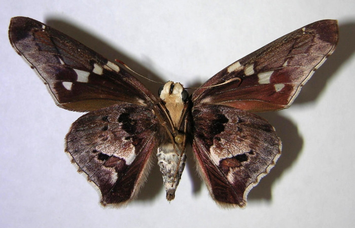 Figura 8. Adulto de <i>Proteides mercurius</i> (Hesperiidae), hembra vista ventral, localidad Sendero Bejuquilla, Sector El Hacha ACG (280m). Voucher: 00-SRNP-2023-DHJ369255.jpg.