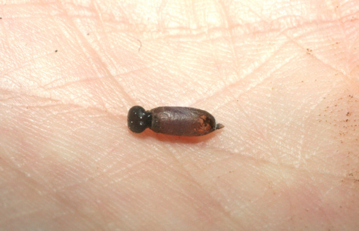 Figura 11. Capullo de parásito <i>Hyposoter</i> INB-42DHJ04 (Ichneumonidae) que ataca <i>Proteides mercurius</i> (Hesperiidae), vista lateral, localidad Vado Miramonte, Sector Mundo Nuevo ACG (305m). Voucher: 07-SRNP-60778-DHJ453045.jpg.