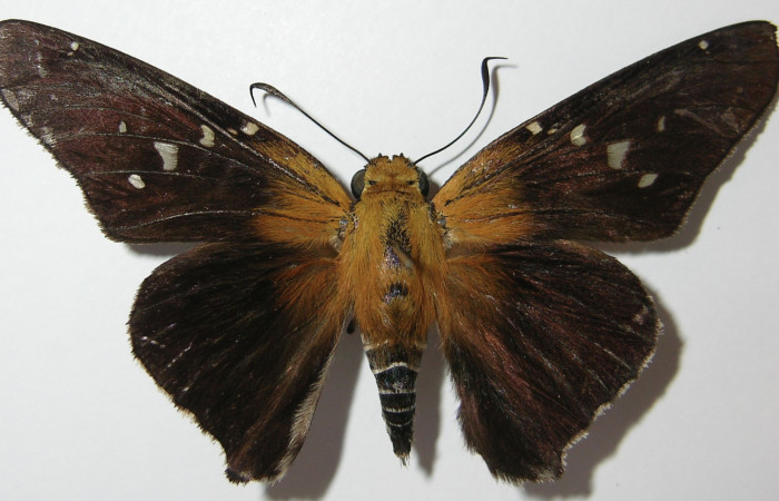 Figura 1. Adulto de <i>Proteides mercurius</i> (Hesperiidae), vista dorsal, localidad Medrano, Estación Biológica Quica Sector Pitilla ACG (380m). Voucher: 12-SRNP-70701-DHJ573956.jpg.