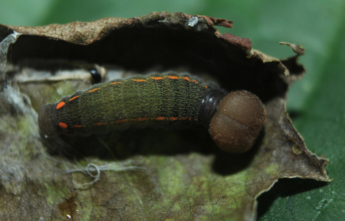 Figura 2. Larva <i>Proteides mercurius</i> (Hesperiidae), tercer estadío (PPU) vista dorsal, localidad Medrano, us (Hesperiidae), vista dorsal, localidad Medrano, Estación Biológica Quica Sector Pitilla ACG (380m). Voucher: 15-SRNP-72599-DHJ732272.jpg.