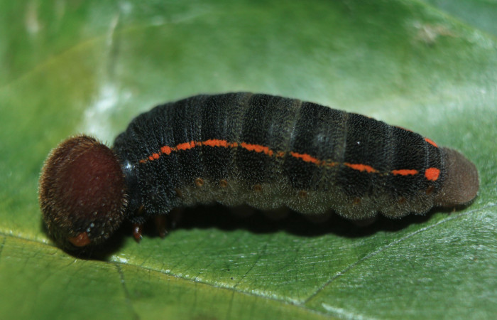 Figura 3. Larva <i>Proteides mercurius</i> (Hesperiidae), penúltimo estadío (PU) vista lateral, localidad Medrano, Estación Biológica Quica Sector Pitilla ACG (380m). Voucher: 15-SRNP-72599-DHJ732323.jpg.