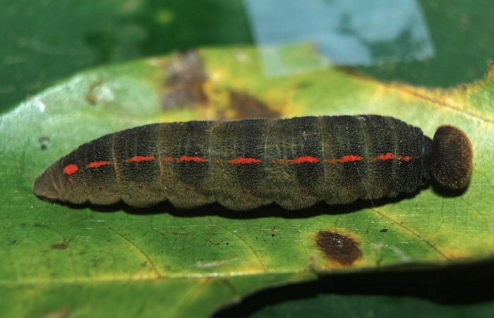 Figura 4. Larva <i>Proteides mercurius</i> (Hesperiidae), último estadío (U) vista lateral, localidad Medrano, Estación Biológica Quica Sector Pitilla ACG (380m). Voucher: 15-SRNP-72599-DHJ732390.jpg.