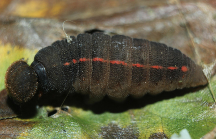 Figura 5. Larva <i>Proteides mercurius</i> (Hesperiidae), último estadío (U) vista lateral, localidad Medrano, Estación Biológica Quica Sector Pitilla ACG (380m). Voucher: 15-SRNP-72599-DHJ732410.jpg.