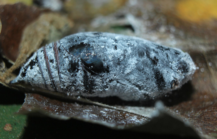 Figura 6. Pupa de <i>Proteides mercurius</i> (Hesperiidae), vista lateral, localidad Medrano, Estación Biológica Quica Sector Pitilla ACG (380m). Voucher: 15-SRNP-72599-DHJ732452.jpg.