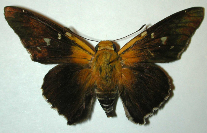 Figura 9. Adulto de <i>Proteides mercurius</i> (Hesperiidae), macho vista dorsal, localidad Quebrada Costa Rica, Sector Santa Rosa ACG (275m). Voucher: 95-SRNP-7362-DHJ32014.jpg.