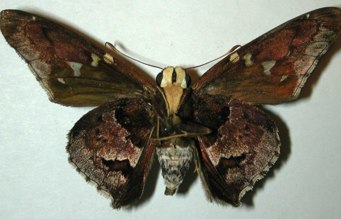 Figura 10. Adulto de <i>Proteides mercurius</i> (Hesperiidae), macho vista dorsal, localidad Quebrada Costa Rica, Sector Santa Rosa ACG (275m). Voucher: 95-SRNP-7362-DHJ32015.jpg.