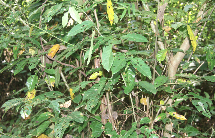 Figura 12. Planta hospedera de larva <i>Proteides mercurius</i> (Hesperiidae), esta planta se llama <i>Lonchocarpus oligantus</i> (Fabaceae), localidad Medrano, Estación Biológica Quica Sector Pitilla ACG (380m).