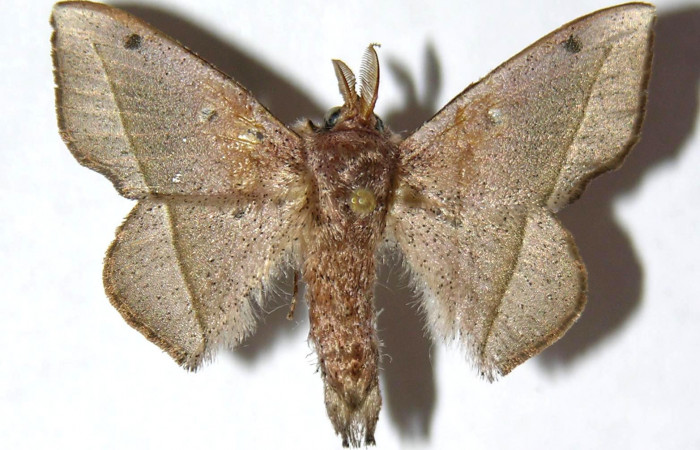 Figura 10. Adulto de <i>Druentica inscita</i> (Mimallonidae), macho vista dorsal, localidad Sendero Maritza Sector Cacao ACG (760m). Voucher: 03-SRNP-22870-DHJ330060.jpg.