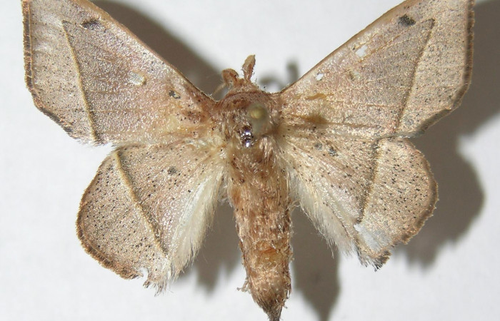 Figura 12. Adulto de <i>Druentica inscita</i> (Mimallonidae), hembra vista dorsal, localidad Monte Cristo Sector Del Oro ACG (525m). Voucher: 08-SRNP-20770-DHJ501626.jpg.