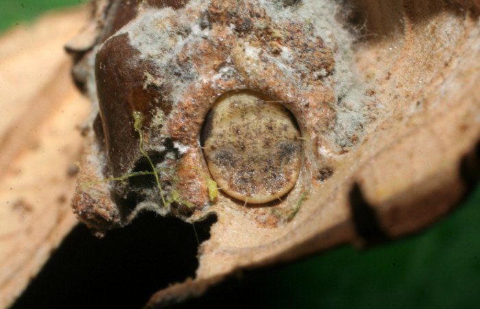 Figura 3. Larva <i>Druentica inscita</i> (Mimallonidae), vista parte de atrás en su habitad, localidad Uncaria Sector Del Oro ACG (370m). Voucher: 08-SRNP-22757-DHJ445293.jpg.