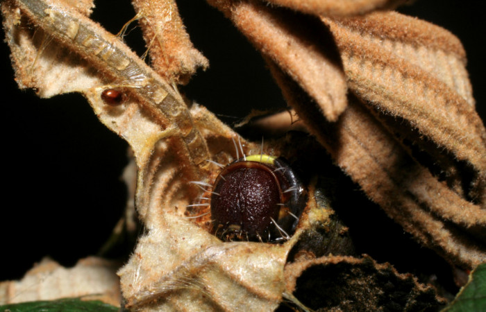 Figura 4. Larva <i>Druentica inscita</i> (Mimallonidae), vista cabeza en su habitad, localidad Estación Quica Sector Pitilla ACG (470m). Voucher: 08-SRNP-70508-DHJ443310.jpg.