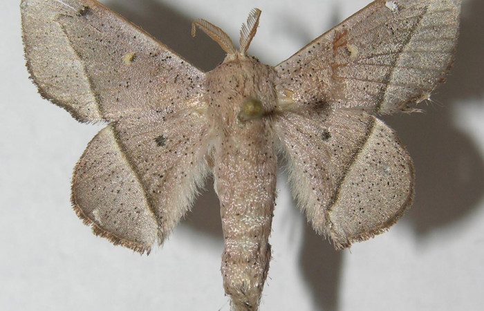 Figura 1. Adulto de <i>Druentica inscita</i> (Mimallonidae), vista dorsal, localidad Jacobo Sector Rincón Rain Forest ACG (461m). Voucher: 12-SRNP-69848-DHJ565128.jpg.