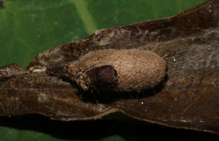 Figura 15. Capullo de parásito <i>Microcharops longiterebra</i> (Ichneumonidae) que ataca <i>Druentica inscita</i> (Mimallonidae), vista dorsal, localidad Sendero Carica Sector Pitilla ACG (660m). Voucher: 14-SRNP-30763-DHJ720938.jpg.