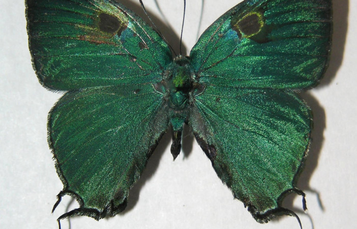 Figura 1. Adulto de <i>Denivia mavors</i> (Lycaenidae), vista dorsal, localidad Canyon Río Mena, Sector Del Oro ACG (560m). Voucher: 06-SRNP-22578-DHJ359442.jpg.