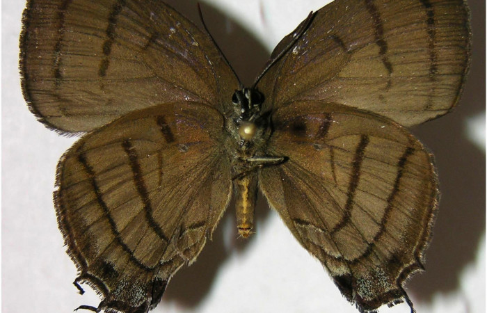 Figura 8. Adulto de <i>Denivia mavors</i> (Lycaenidae), hembra vista ventral, localidad Sendero Anonas, Sector Rincón Rain Forest ACG (405m). Voucher: 07-SRNP-42435-DHJ377947.jpg.