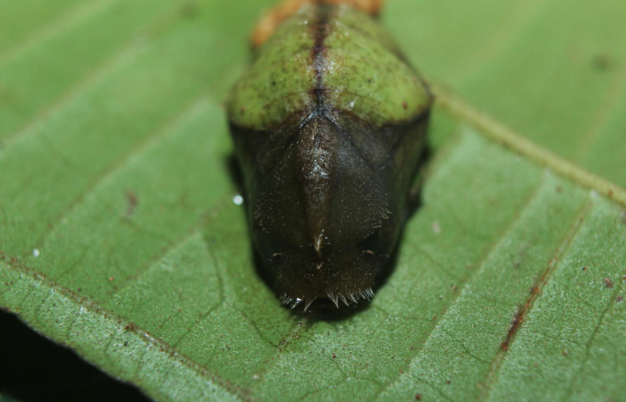 Figura 6. Pupa de <i>Denivia mavors</i> (Lycaenidae), vista dorsal, localidad Calma, Estación Quica Sector Pitilla ACG (412m). Voucher: 15-SRNP-71311-DHJ727714.jpg.