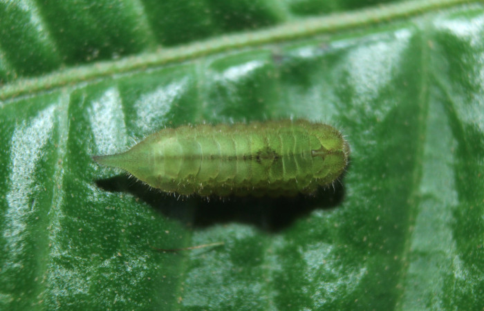 Figura 2. Larva <i>Denivia mavors</i> (Lycaenidae), tercer estadío (PPU) vista dorsal, localidad Calma, Estación Quica Sector Pitilla ACG (412m). Voucher: 15-SRNP-71937-DHJ727955.jpg.