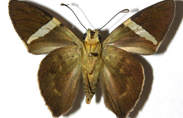 Fig. 3. Adulto <i>Calliades zeutus</i>, posición ventral, macho. Area de Conservación Guanacaste, Sector Cacao, Quebrada Heliconia, elevación 390 m.s.n.m.  (04-SRNP-49938-DHJ306535).