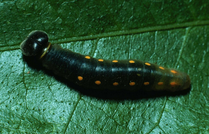 Fig. 6. Larva PU estadio <i>Calliades zeutus</i>, posición dorsal. Area de Conservación Guanacaste, Sector Santa Rosa, Bosque San Emilio, elevación 300 m.s.n.m.  (83-SRNP-973-DHJ5817).