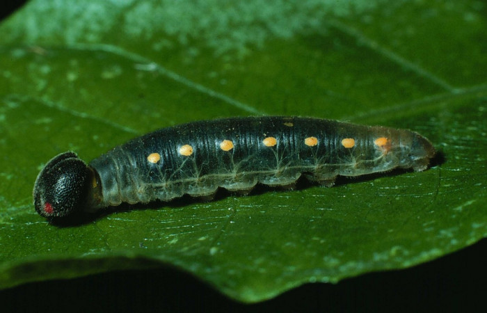 Fig. 7. Larva PU estadio <i>Calliades zeutus</i>, posición lateral. Area de Conservación Guanacaste, Sector Santa Rosa, Bosque San Emilio, elevación 300 m.s.n.m.  (83-SRNP-973-DHJ5820).