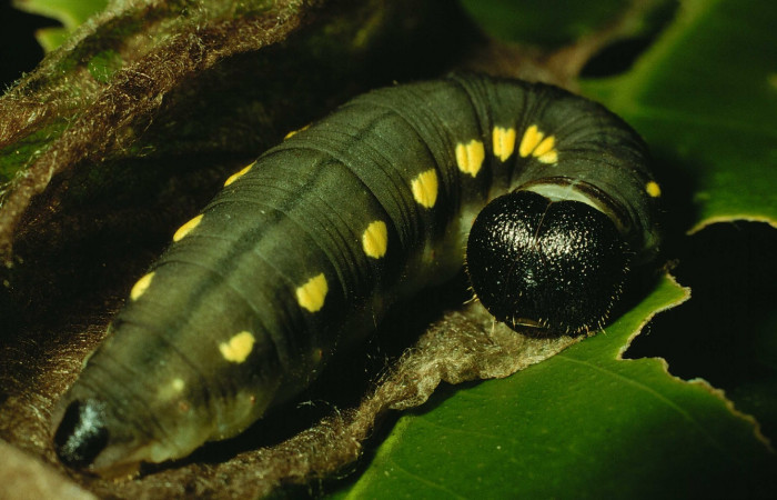 Fig. 14. Larva U estadio <i>Dobere anticus</i>, posición dorsal. Area de Conservación Guanacaste, Sector Cacao, Estación Cacao, elevación 1150 m.s.n.m.  (92-SRNP-1032-DHJ15091).