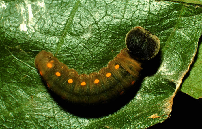 Fig. 8. Larva U estadio <i>Calliades zeutus</i>, posición dorsal. Area de Conservación Guanacaste, Sector Santa Rosa, Bosque Húmedo, elevación 290 m.s.n.m.  (93-SRNP-3811-DHJ26515).