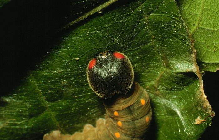 Fig. 9. Larva U estadio <i>Calliades zeutus</i>, posición frontal. Area de Conservación Guanacaste, Sector Santa Rosa, Bosque Húmedo, elevación 290 m.s.n.m.  (93-SRNP-3811-DHJ26516).