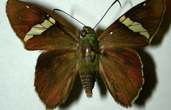 Fig. 1. Adulto <i>Calliades zeutus</i>, posición dorsal, macho. Area de Conservación Guanacaste, Sector Orosi, Mata Redonda, elevación 445 m.s.n.m.  (96-SRNP-878-DHJ38309).