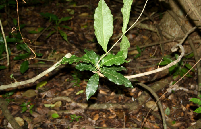 Fig. 17. Planta que come <i>Calleades zeutus</i>, Familia, Verbenaceae, <i>Petrea volubilis</i>, posición haz, (parte de arriba).  Area de Conservación Guanacaste, Sector Santa Rosa, Bosque Húmedo, elevación 290 m.s.n.m. (Foto Harry.Ramirez Oct. 2019)