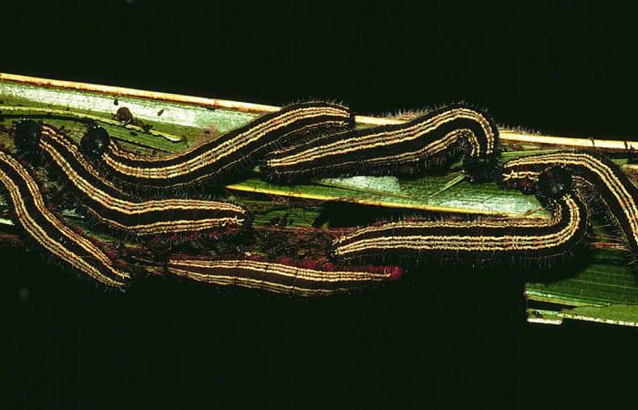 Figura 4. Larvitas <i>Brassolis granadensis</i> (Nymphalidae), agrupadas en casa de seda sobre palma de <i>Cocos nucifera</i> (Arecaceae), localidad Buenos Aires (400m). Voucher: 00-SRNP-12503-DHJ55415.jpg.