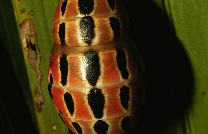 Figura 7. Pupa de <i>Brassolis granadensis</i> (Nymphalidae), vista dorsal localidad Valleverde Colonia Libertad (400m). Voucher: 00-SRNP-16218-DHJ56170.jpg.